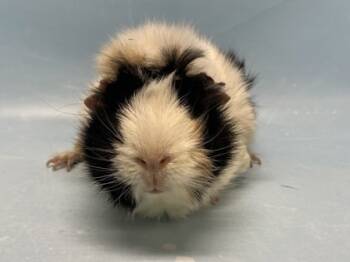 Rescue Guinea Pig Guinea Pigs for Adoption in Golden Valley, Minnesota - Jumpy | PetCurious